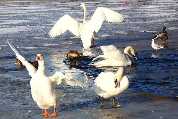 Maschseeimpressionen  018.jpg